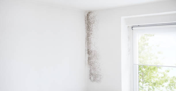 Mold Odor Removal Services in Prairie Village, KS